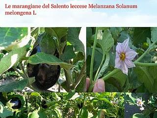 Le marangiane del Salento leccese Melanzana Solanum melongena L
