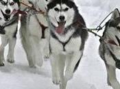 Finite olimpiadi invernali, cittadina whistler decide uccidere husky