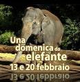 una-domenica-da-elefante