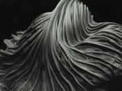 cavolo passano dolori muscolari, parola Nonna