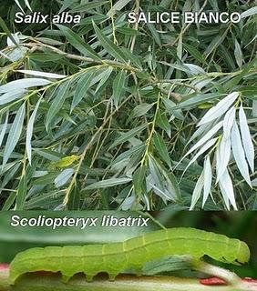 Scoliopteryx libatrix e altre falene descritte da Giancarlo Castello