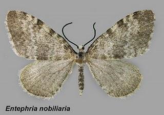 Scoliopteryx libatrix e altre falene descritte da Giancarlo Castello