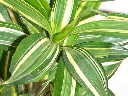 Piante che purificano lâ€™ambiente domestico: Dracaena deremensis