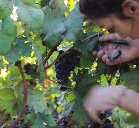 Salento: vendemmia con raccolta manuale (foto A. Miccoli)