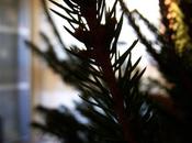 Speciale Yule 2010 L’albero