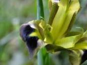 Bocca lupo: specie rara protetta presente nella Valle Trigno