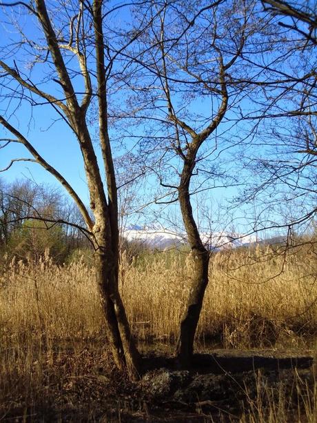 Gite di primavera/1. Il mistero della torbiera (2)