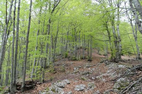 MONTE CAAL da Uccea