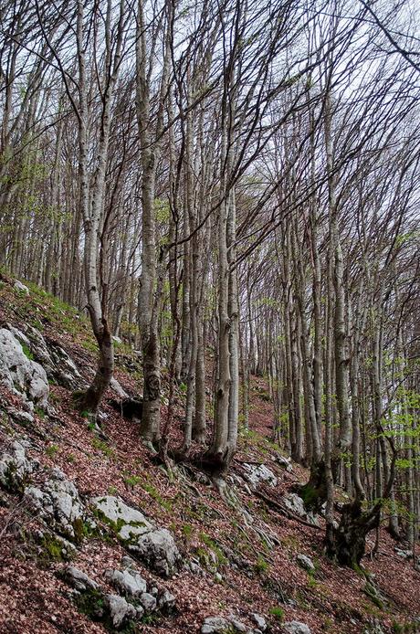 MONTE CAAL da Uccea