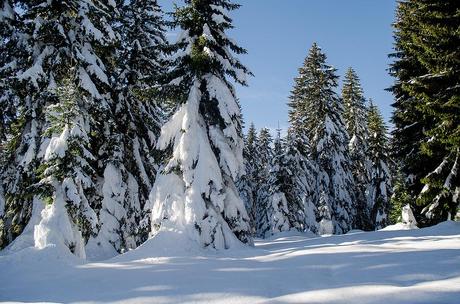 IL MAGICO BOSCO DEL SASSO GRIGNO