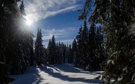 IL MAGICO BOSCO DEL SASSO GRIGNO