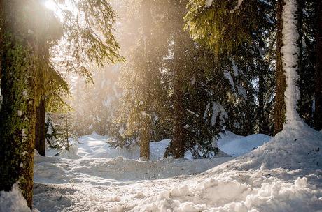 IL MAGICO BOSCO DEL SASSO GRIGNO