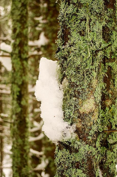 IL MAGICO BOSCO DEL SASSO GRIGNO