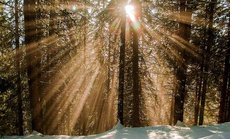 IL MAGICO BOSCO DEL SASSO GRIGNO