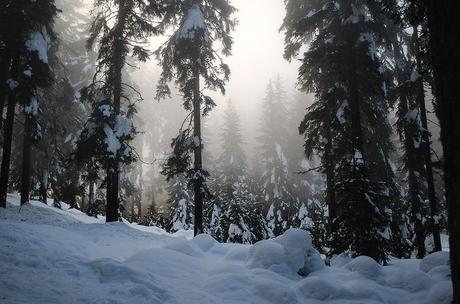 IL MAGICO BOSCO DEL SASSO GRIGNO