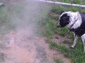 Parco Asia, vapori teleriscaldamento terreno