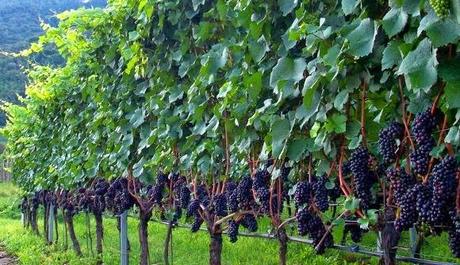 Le capitali del Pinot nero italiano sono Egna e Montagna, in Aldo Adige: dal 10 a 12 maggio vi aspetta la XVIesima edizione de Le