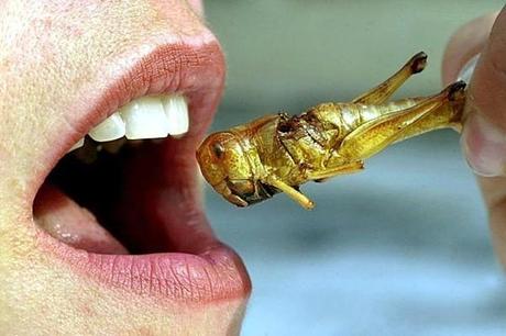 Anche i vegani dovrebbero mangiare insetti, ma smettetela di rompere le p……!