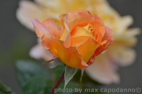 La breve vita di una rosa...