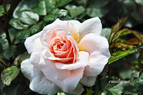 Le rose, regine dei giardini