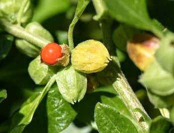 Withania ginseng proprietà usi