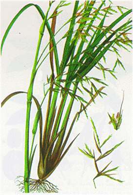 Lemongrass, olio essenziale | Salute