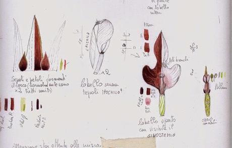 Serapias vomeracea - Colline Moreniche Lago di Garda - STUDIO FIORE