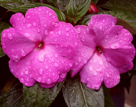 UN TERRAZZO DI IMPATIENS