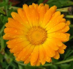 Calendula CAMOMILLA