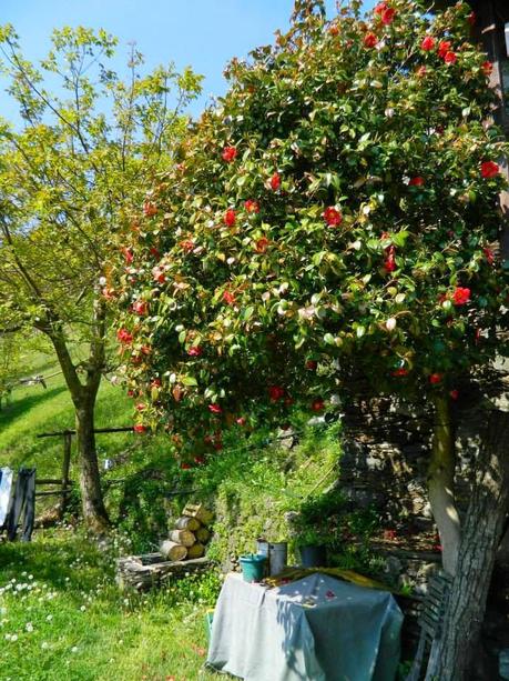 I figli della camelia di Velina.