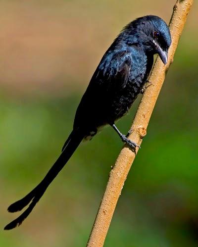 Il talento del drongo codaforcuta