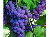 preziosi effetti benefici dell’uva