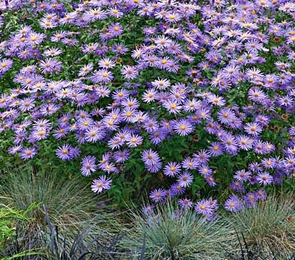 Piante che fioriscono a settembre