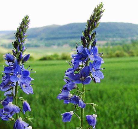 Piante perenni che fioriscono in estate a medio e grande sviluppo pag_3