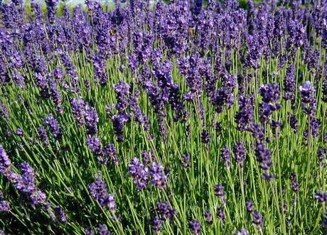 Piante perenni che fioriscono in estate a medio e grande sviluppo pag_2