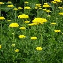 Piante perenni che fioriscono in estate a medio e grande sviluppo pag_2