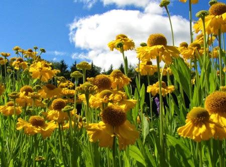 Piante perenni che fioriscono in estate a medio e grande sviluppo pag_2