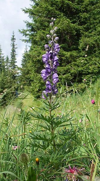 Piante perenni che fioriscono in estate a medio e grande sviluppo