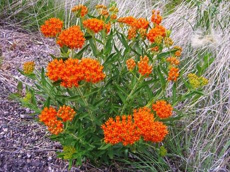 Piante perenni che fioriscono in estate a medio e grande sviluppo