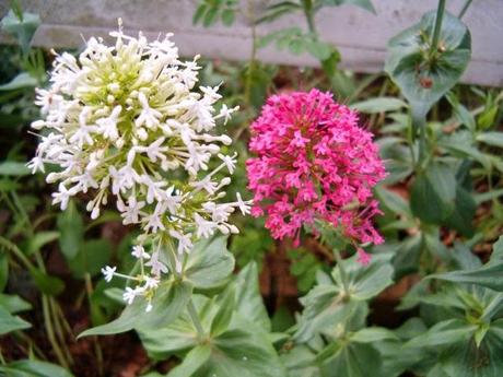 Piante perenni che fioriscono in estate a medio e grande sviluppo