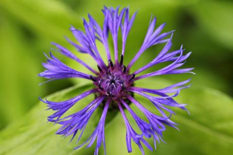 Piante perenni che fioriscono in estate a medio e grande sviluppo