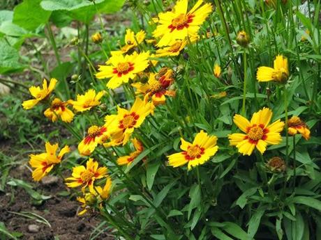 Piante perenni che fioriscono in estate a medio e grande sviluppo