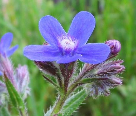 Piante perenni che fioriscono in estate a medio e grande sviluppo