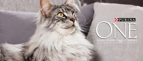 Chanel testa i croccantini PurinaOne Sterilcat per gatti sterilizzati