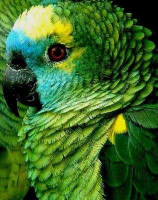 parrot-green