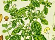 Melissa, olio essenziale Salute