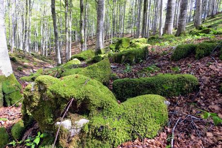 escursione sul cansiglio a malga mezzomiglio