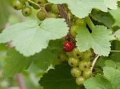 primo ribes rosso