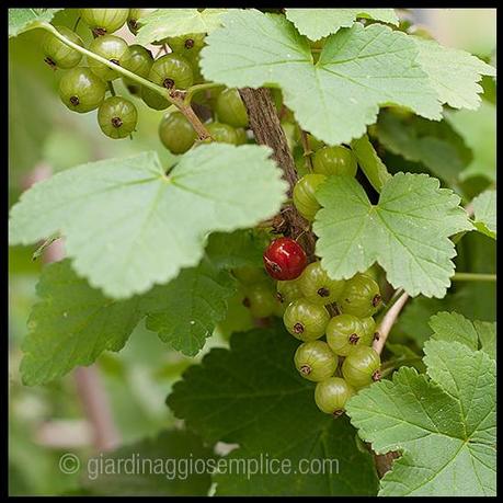 ribes rosso