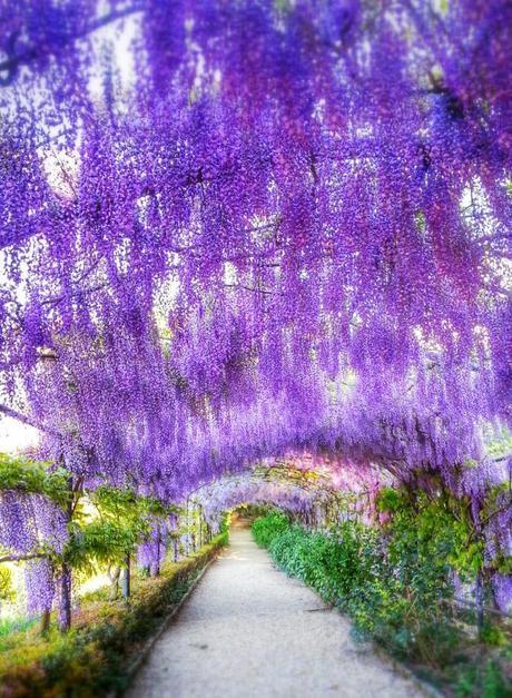 Il pergolato di glicini del Giardino Bardini